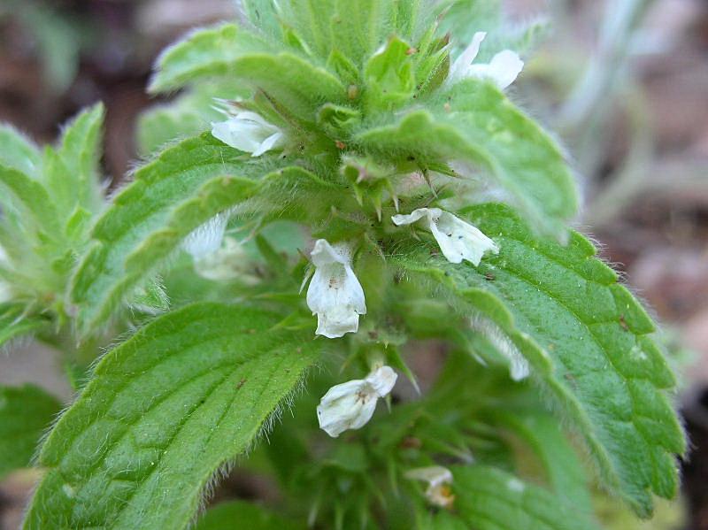 Stachys romana (=Sideritis romana) / Stregonia comune